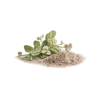 Bacopa